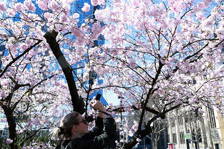 Allemagne : floraison au printemps à Francfort