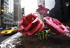 38 roses géantes s'épanouissent à New York