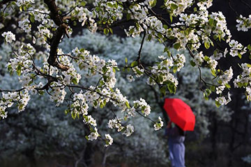 Chine : poiriers en fleurs à Tianjin