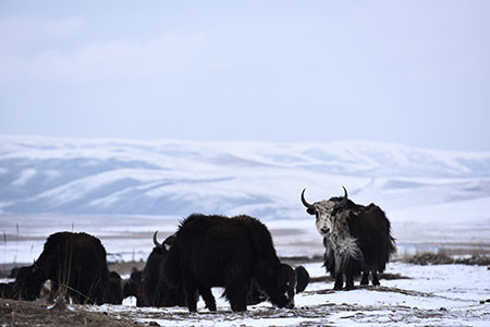 Chine: des yaks au Qinghai