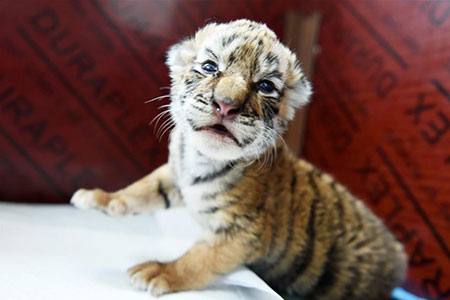 Chine : Des bébés tigres de Sibérie dans le nord-est