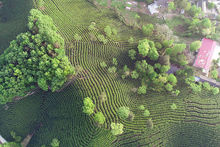 Paysage d'une plantation de thé dans le centre de la Chine