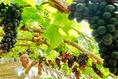 Culture de la vigne dans un village au Hebei