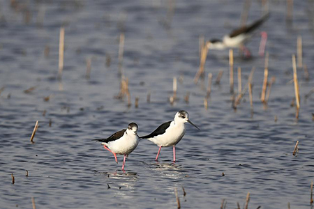 Des oiseaux migrateurs dans le nord de la Chine
