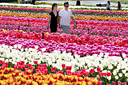 Canada: un festival des tulipes