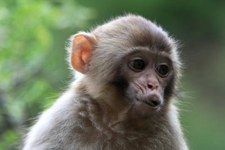 D'adorables macaques dans le centre de la Chine