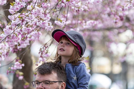 Des cerisiers en fleurs à Stockholm