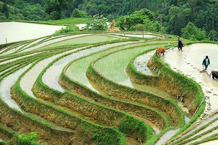 Champs en terrasses dans le sud-ouest de la Chine