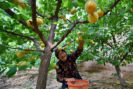 Récolte d'abricots dans le nord de la Chine