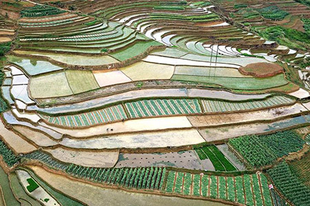 Vue aérienne des champs en terrasse dans le sud de la Chine