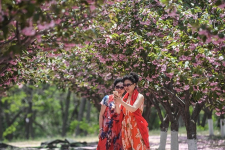 Chine: des cerisiers en fleurs à Dalian