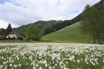 Admirez «la neige de mai» en Suisse