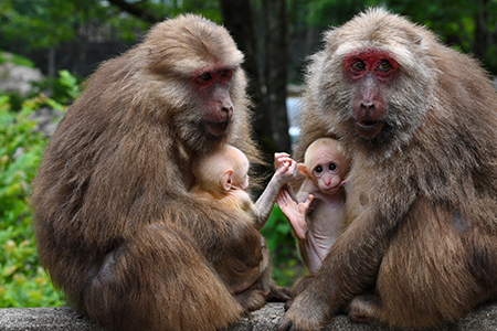 Macaques dans le sud-est de la Chine