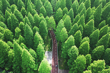 Paysage d'un parc national forestier dans l'est de la Chine