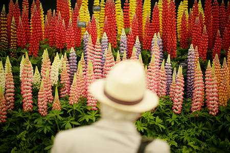 Photos - L'Exposition florale de Chelsea à Londres