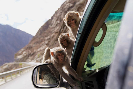 Chine : singes sauvages au Tibet