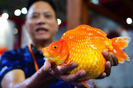 Chine: un concours international de poisson rouge dans le sud-est