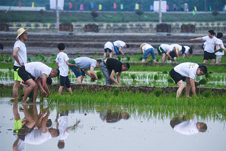 Un jeu de repiquage du riz dans l'est de la Chine