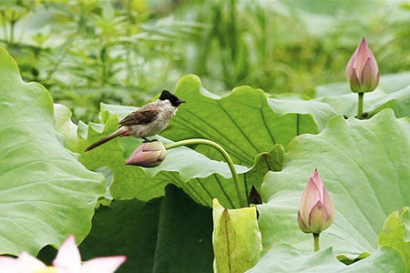 Chine : paysages d'étang de lotus