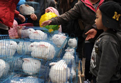 Chine : popularité accrue des lapins domestiques en cette année du lapin