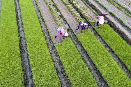 Des agriculteurs plantent le riz dans l'est de la Chine