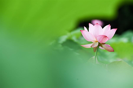 Chine : des fleurs de lotus à Hefei