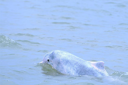 Chine : un dauphin blanc chinois dans le Guangxi