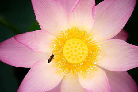 Chine : fleurs de lotus à Macao