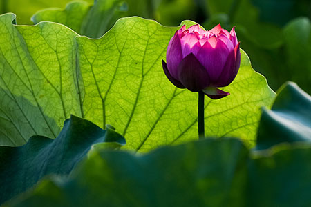 Des fleurs de lotus dans l'est de la Chine