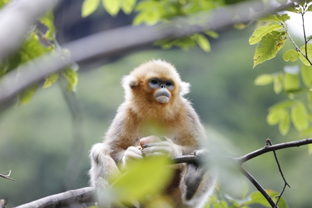 D'adorables singes dorés dans le nord-ouest de la Chine