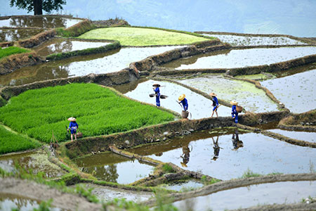 Chine: travail agricole dans les champs en terrasses au Guangxi