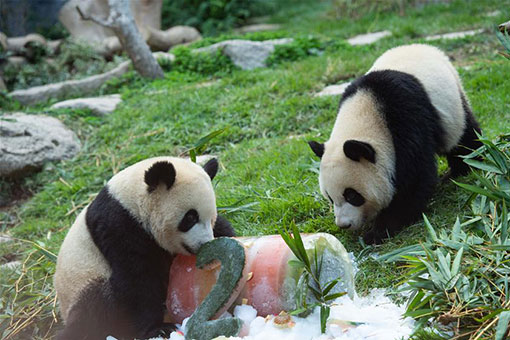 Chine: anniversaire des pandas géants jumeaux à Macao