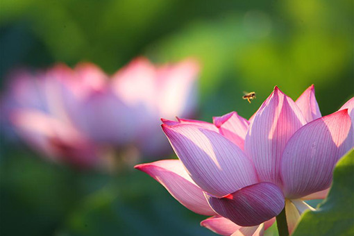 Chine : des fleurs de lotus dans le centre