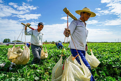 Chine: récoltes des melons Hami au Xinjiang