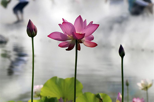 Chine: des fleurs de lotus à Beijing