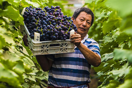 Chine : des villageois récoltent des raisins dans le nord