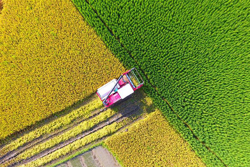 Chine : travaux agricoles estivaux