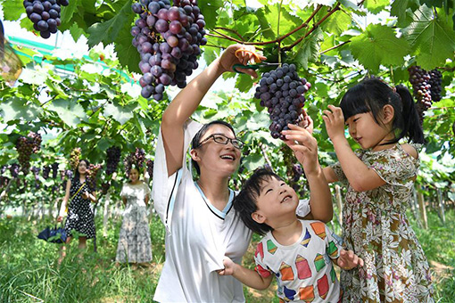 Chine : récolte du raisin de la vigne au Jiangxi