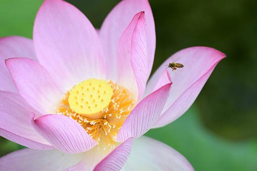 Chine: des fleurs de lotus en été