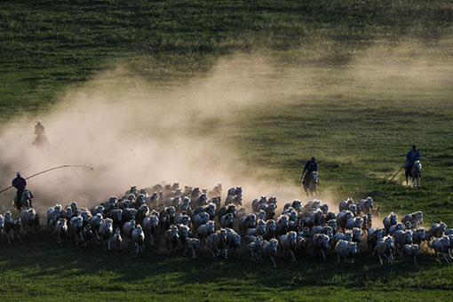 Chine : élevage de chevaux blancs en Mongolie intérieure