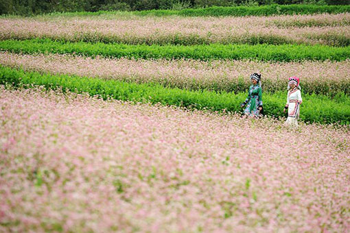 Chine: ferme de sarrasin au Guizhou