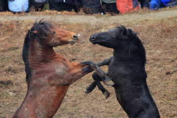 Combat de chevaux dans le sud-ouest de la Chine