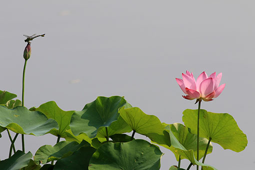Chine: la beauté de lotus en été