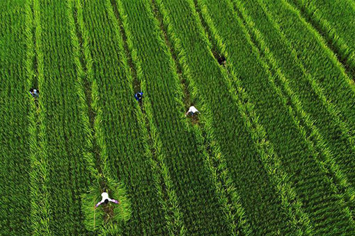 Travail agricole dans le sud-ouest de la Chine