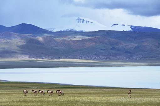 Des ânes sauvages tibétains
