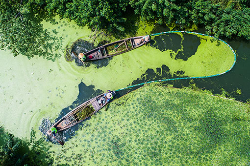Chine : élimination des lentilles d'eau sur une rivière dans l'est