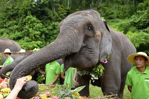 Chine : célébration de la Journée internationale des éléphants dans le sud-ouest
