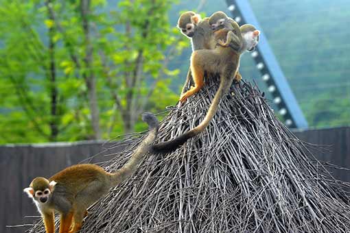 Des singes-écureuils dans l'est de la Chine