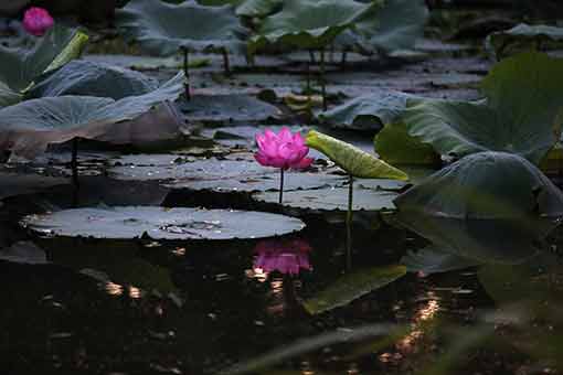 Chine : lotus en fleurs dans l'est