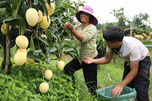 Récolte de mangues dans le sud-ouest de la Chine